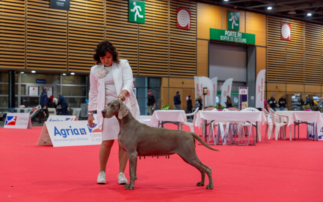 STANDARD DEL WEIMARANER