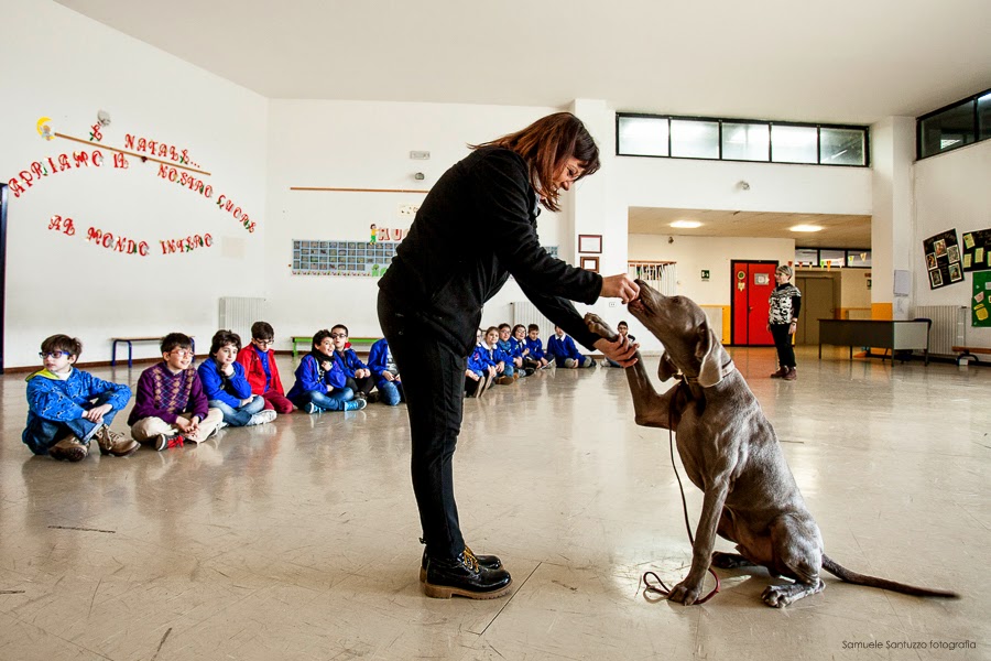 WEIMARANER COMPAGNO DI SCUOLA.